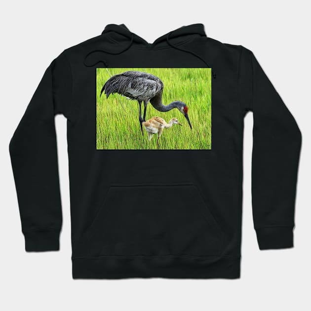 Sandhill crane parent with chick Hoodie by joesaladino